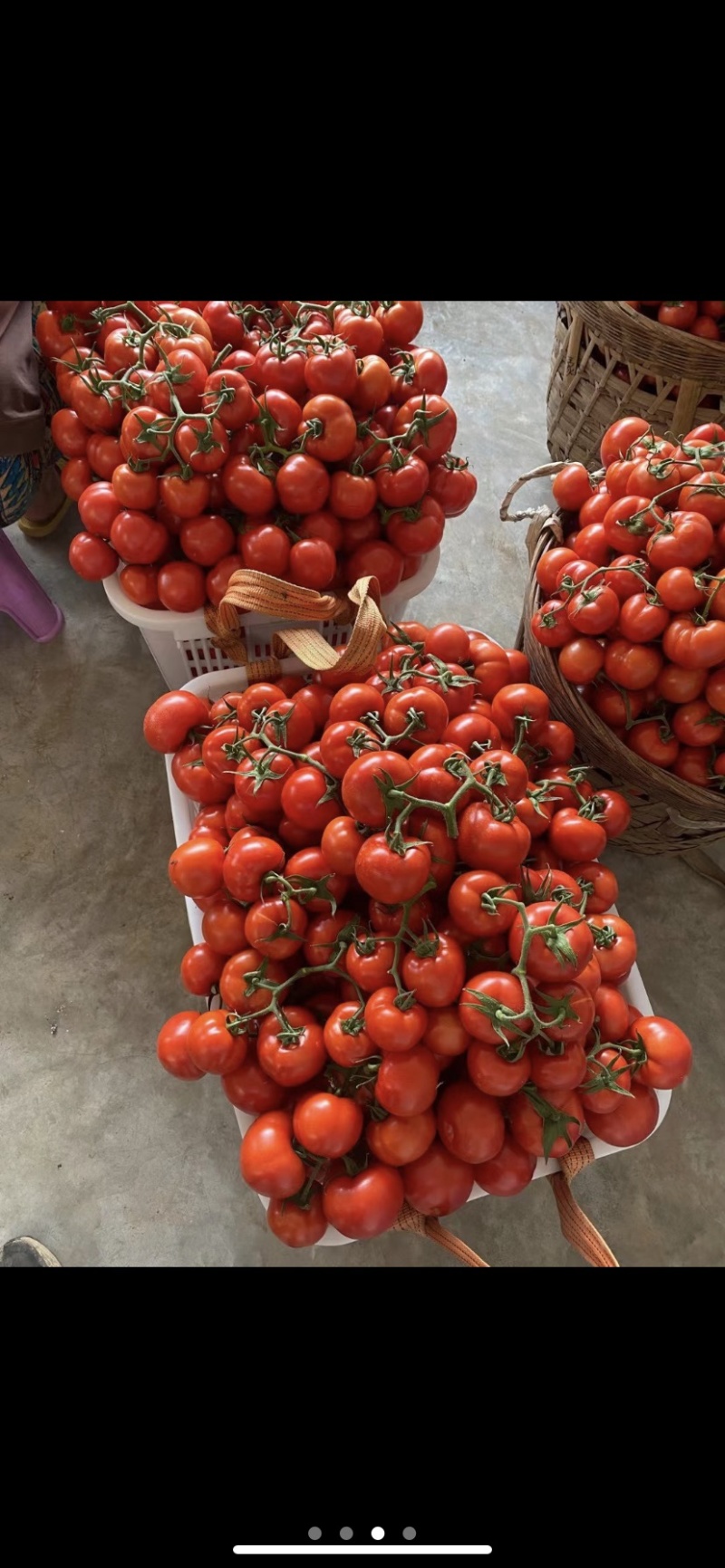 自家蔬菜大棚种植基地基地货品新鲜质量保证走车价0.9