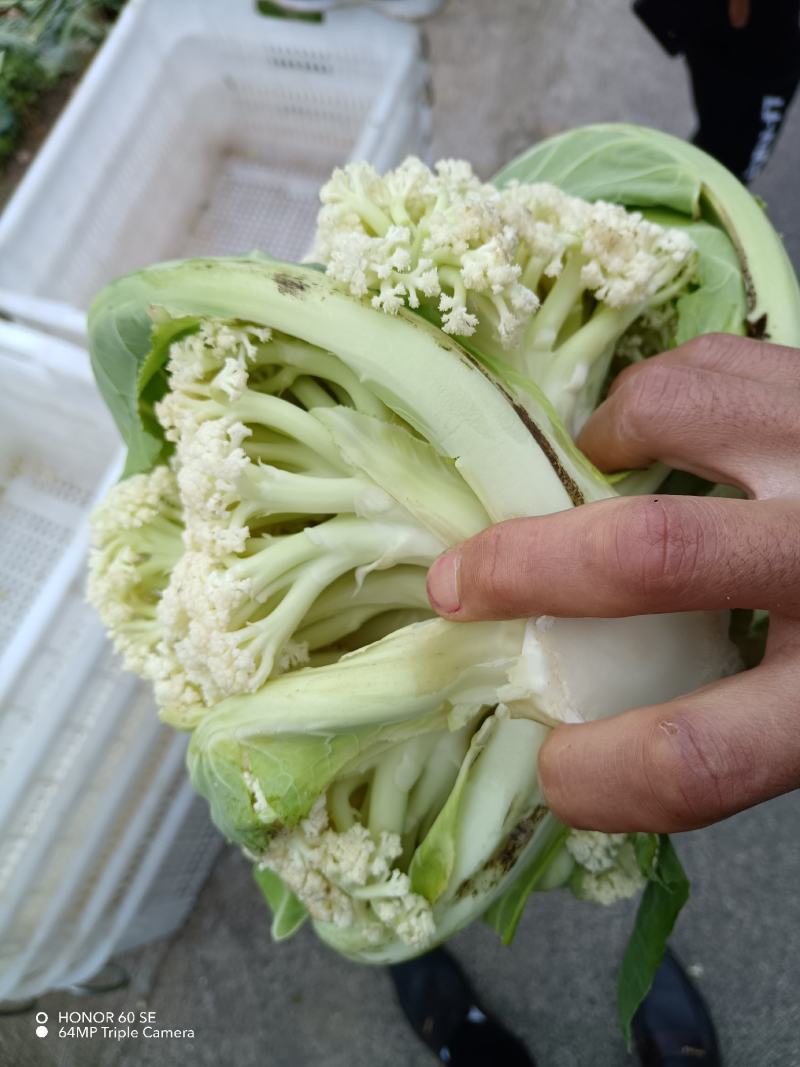松花菜有机花两千亩陆续上市