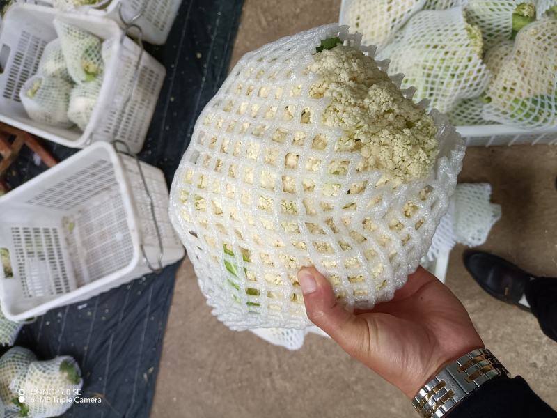 松花菜有机花两千亩陆续上市