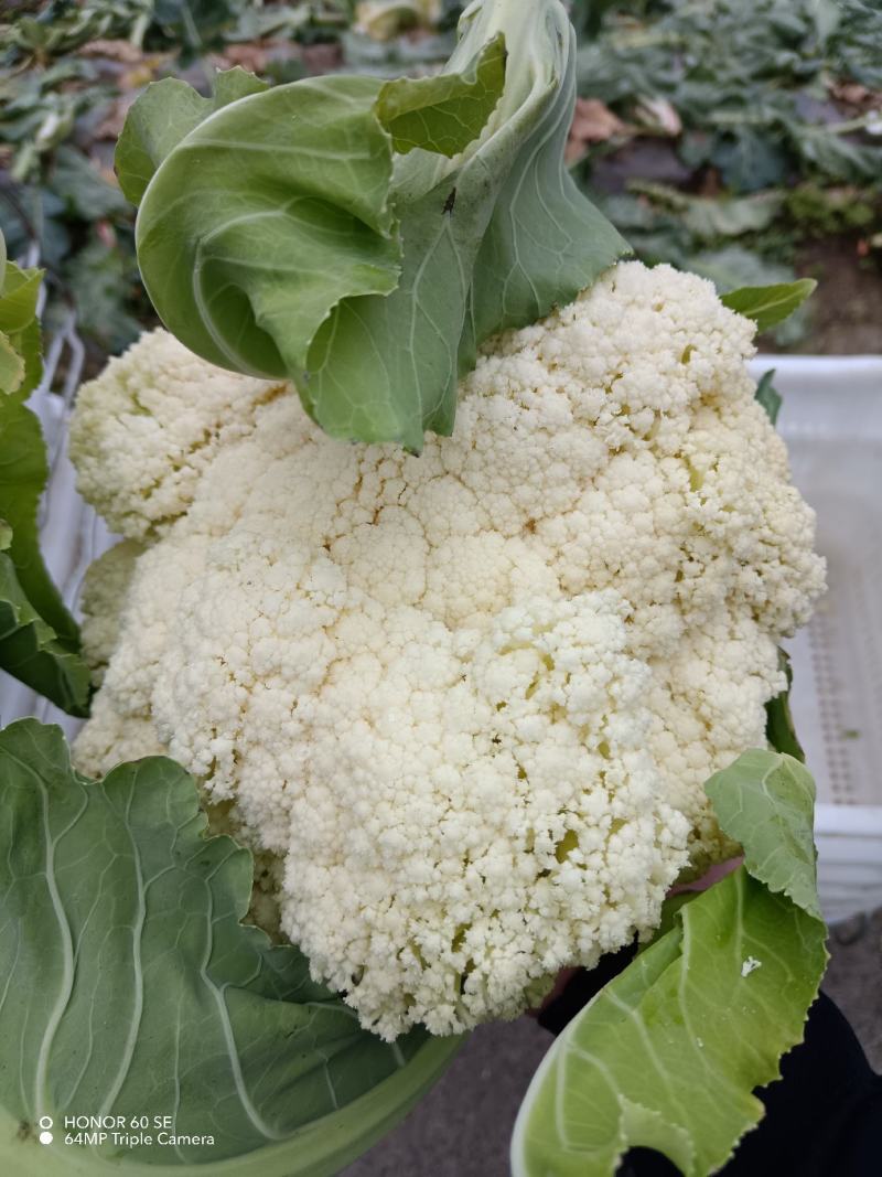 松花菜有机花两千亩陆续上市