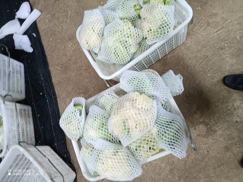 松花菜有机花两千亩陆续上市
