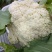 松花菜有机花两千亩陆续上市