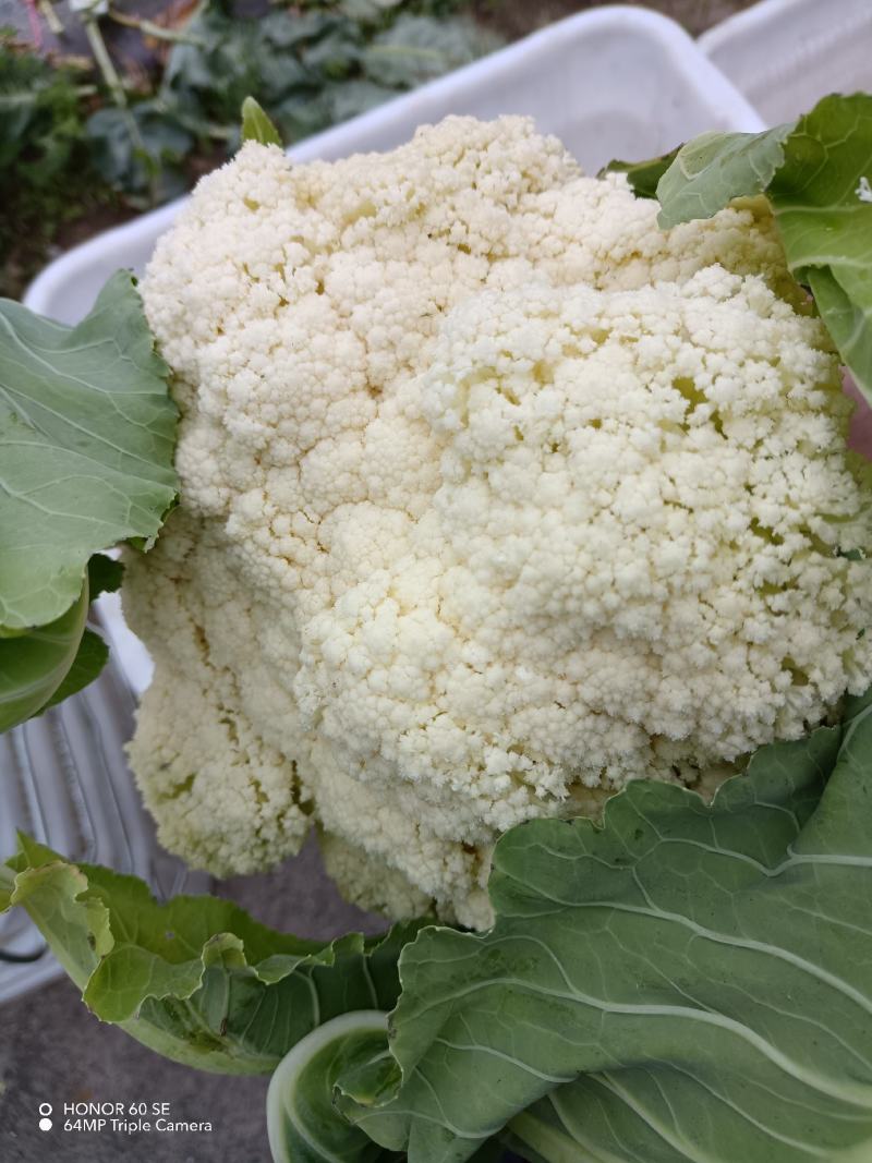松花菜有机花两千亩陆续上市