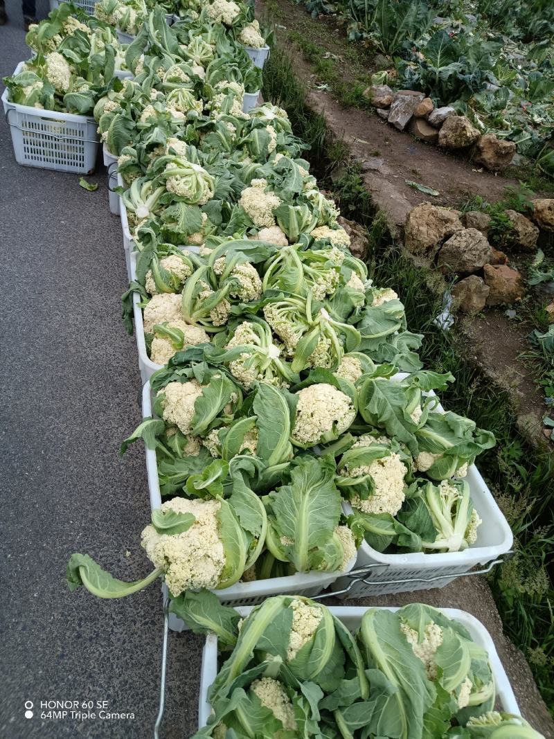 松花菜有机花两千亩陆续上市