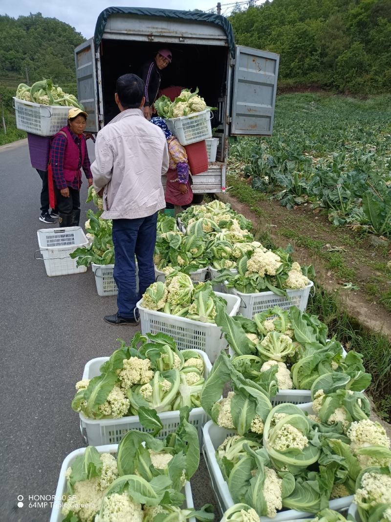 松花菜有机花两千亩陆续上市
