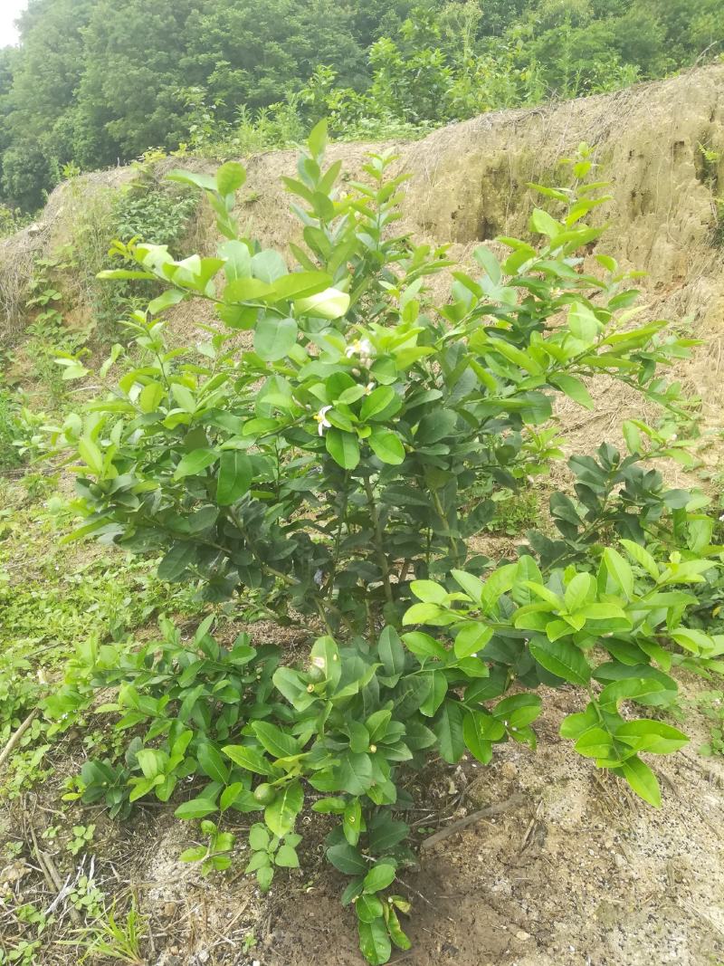 香水柠檬果苗，大量有货