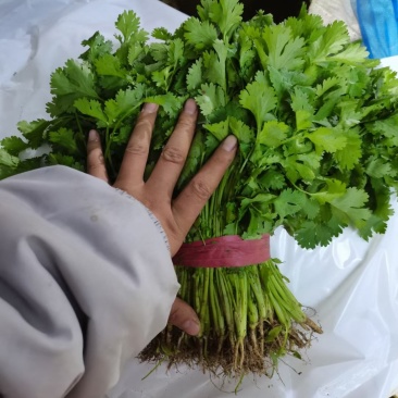 大叶香菜