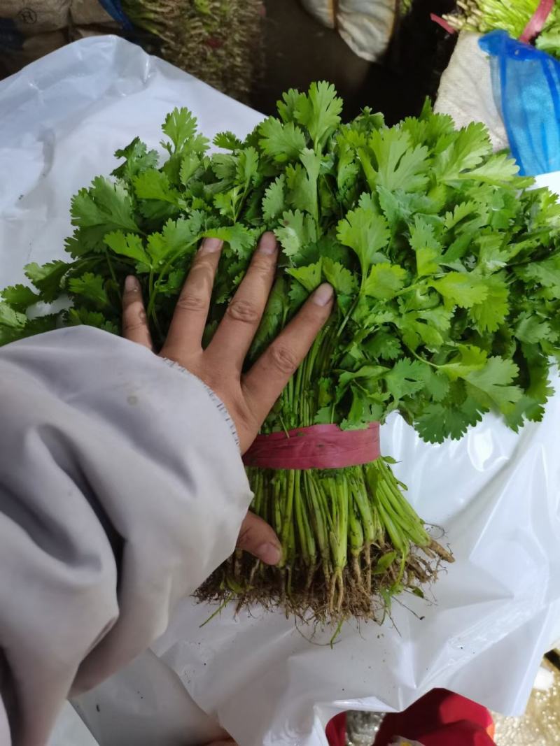 大叶香菜