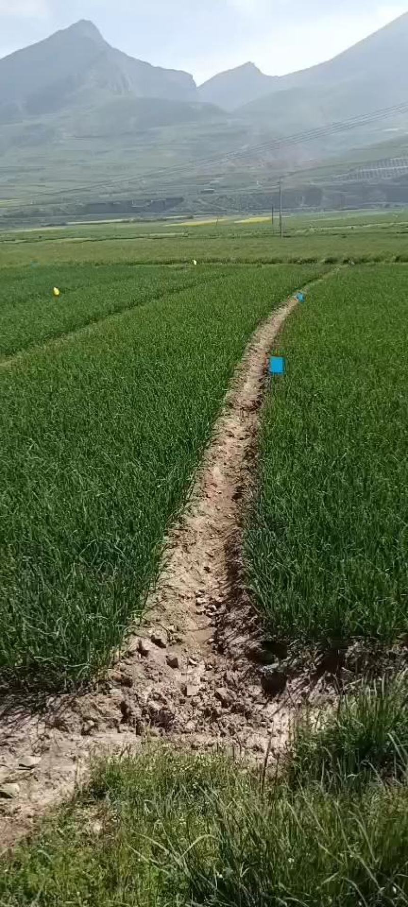 青藏高原优质蒜苗