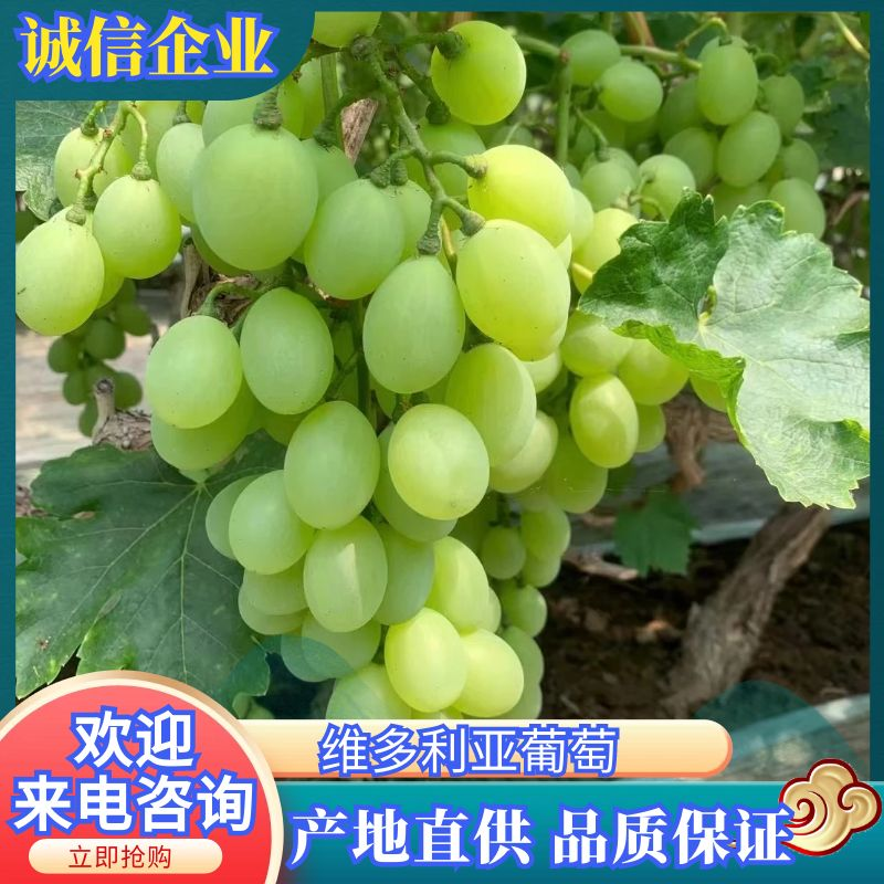 河北优质维多利亚葡萄产地直供货源充足诚信合作