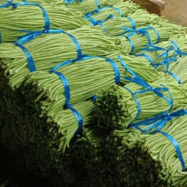 鲜豆角青条豆角产地一手货源量大价优欢迎随时电话联系