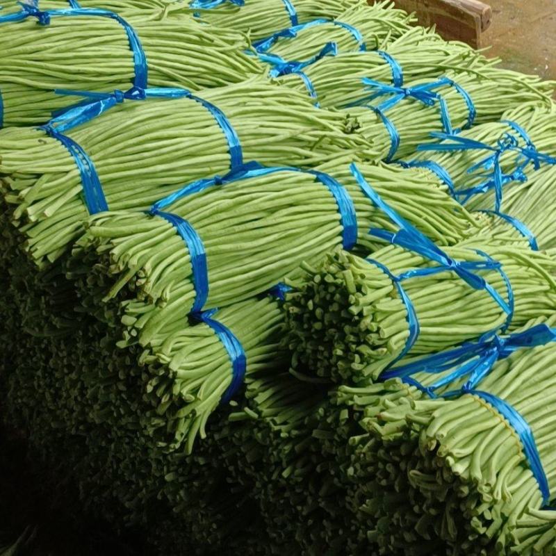 鲜豆角青条豆角产地一手货源量大价优欢迎随时电话联系