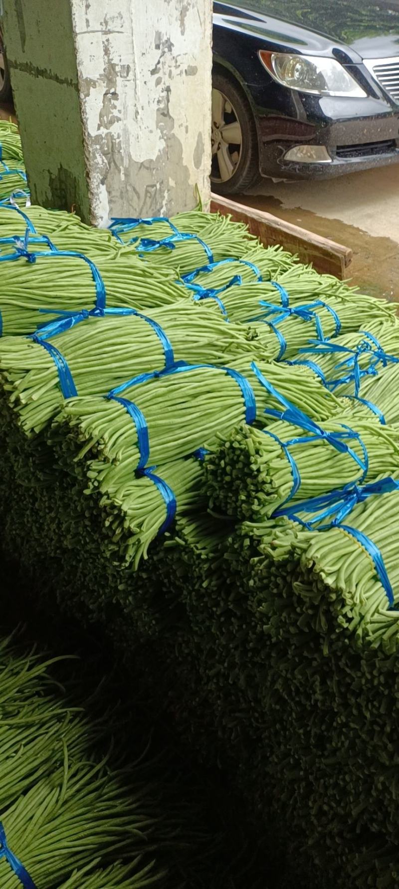 鲜豆角青条豆角产地一手货源量大价优欢迎随时电话联系