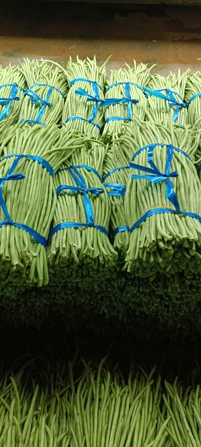 鲜豆角青条豆角产地一手货源量大价优欢迎随时电话联系