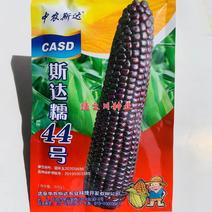 大棒黑糯玉米种子斯达糯44号黑玉米种子营养丰富鲜食糯玉米