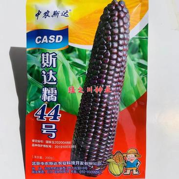 大棒黑糯玉米种子斯达糯44号黑玉米种子营养丰富鲜食糯玉米