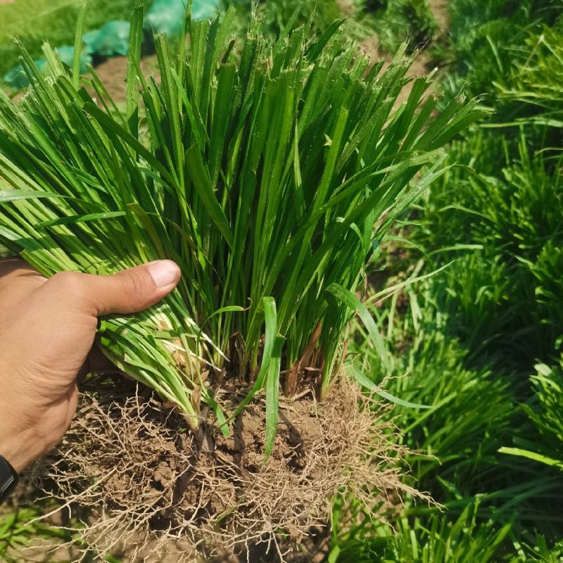 麦冬苗种植基地，常年大量供应