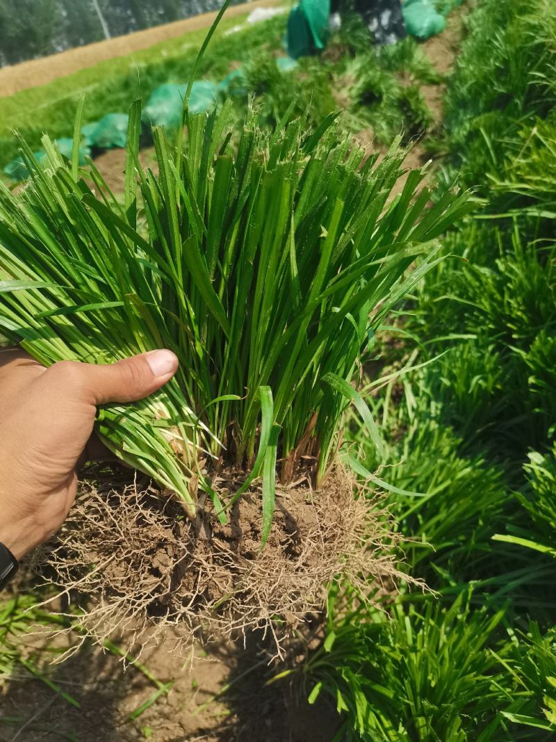 麦冬苗种植基地，常年大量供应