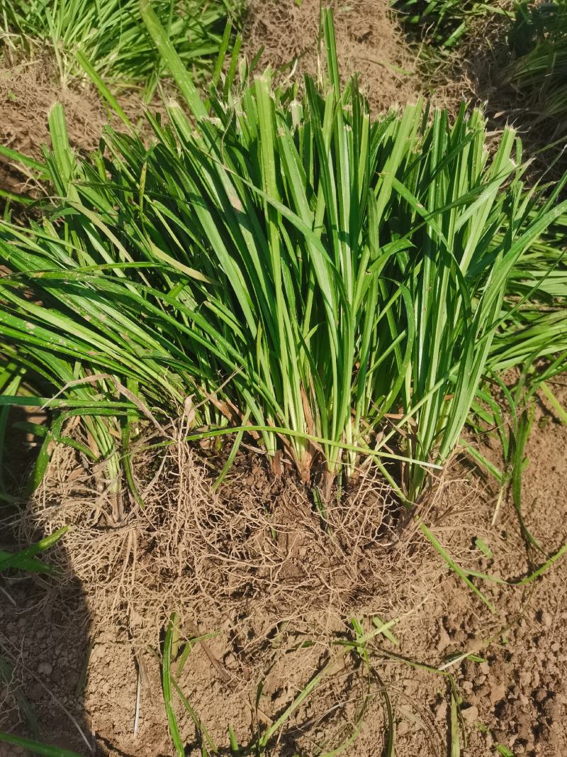 麦冬苗种植基地，常年大量供应