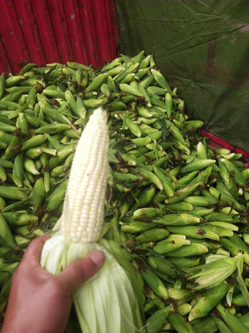 白甜糯大批量上市了每天都有货