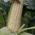 白甜糯大批量上市了每天都有货