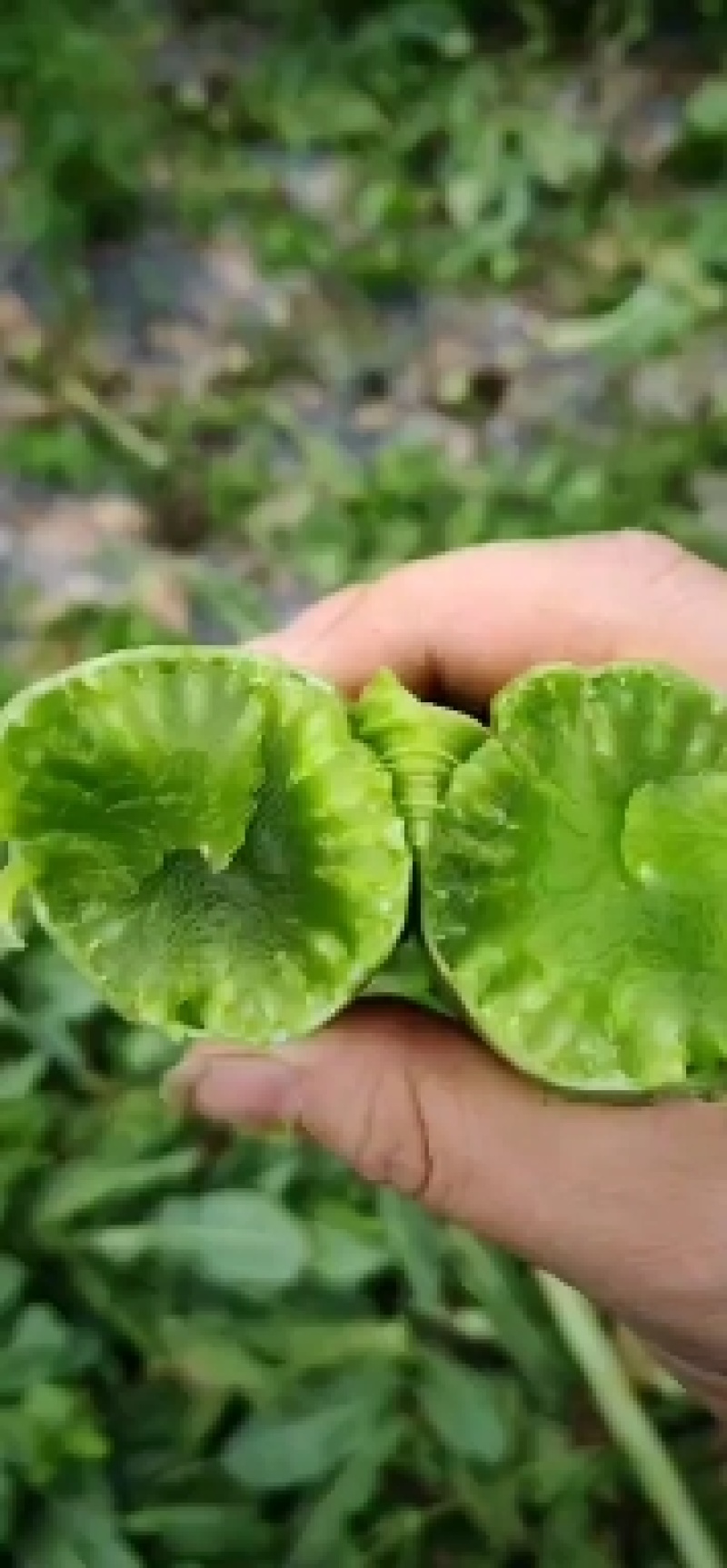 三青莴笋干