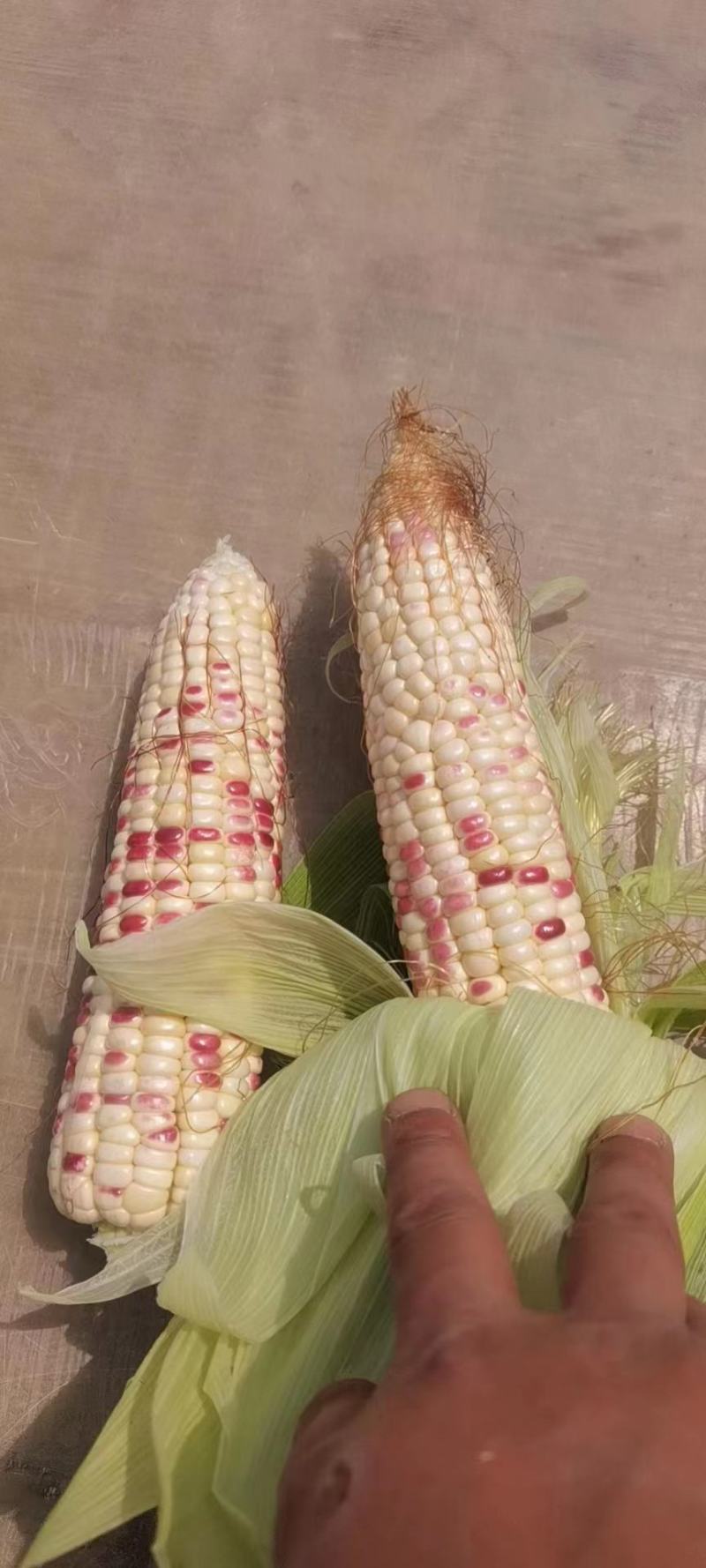 飞跃玉米每天大量有货