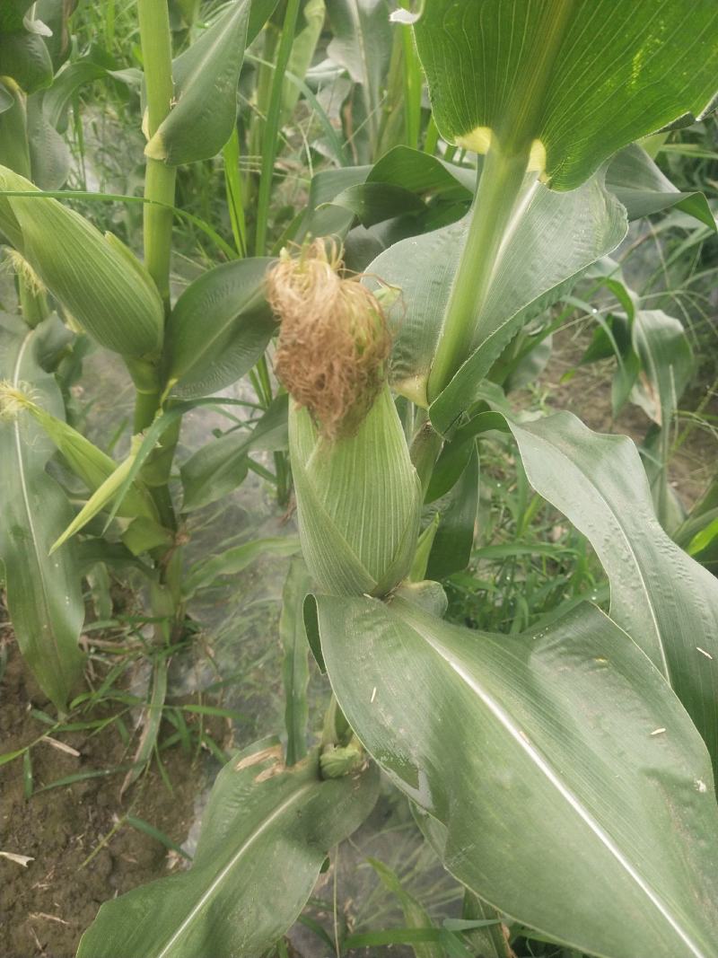 飞跃玉米每天大量有货