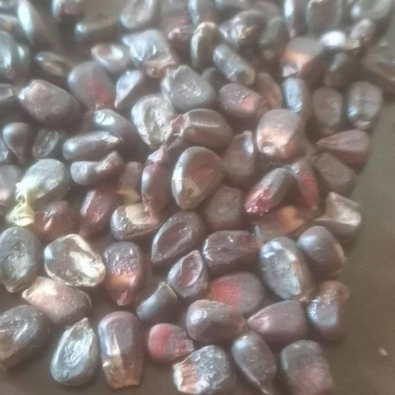黑玉米