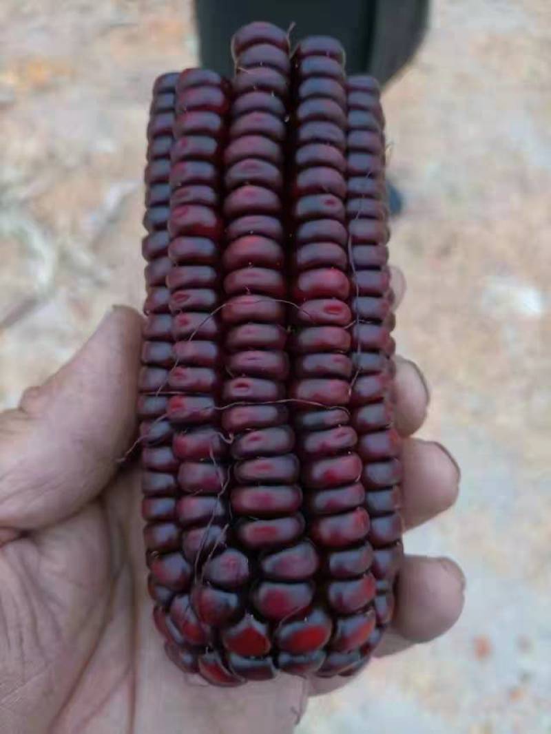 黑玉米