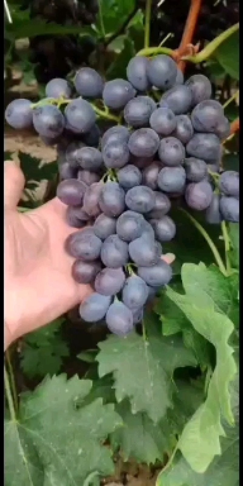 葡萄玫瑰香阳光玫瑰晴王