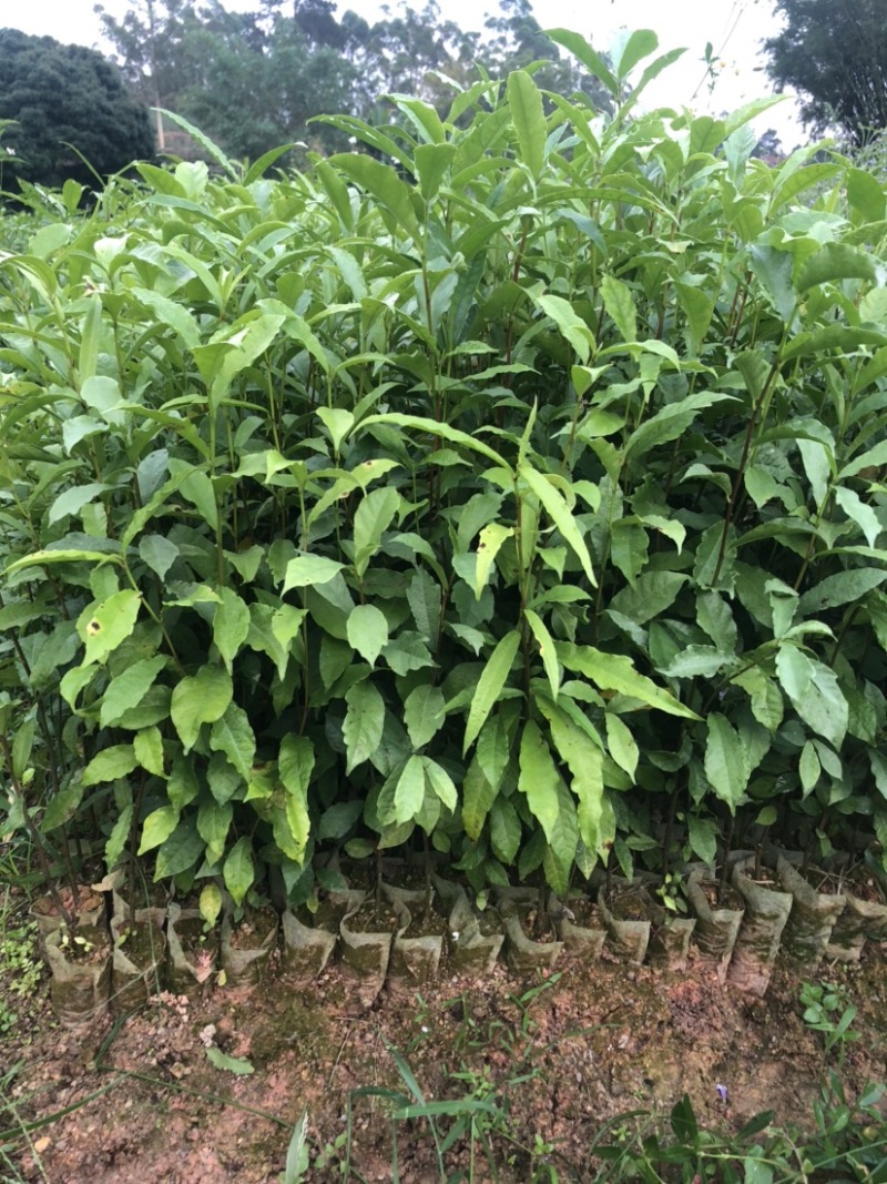 白花牛奶苗白花牛奶根苗发达品种好大量现货价钱批发