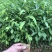 白花牛奶苗白花牛奶根苗发达品种好大量现货价钱批发