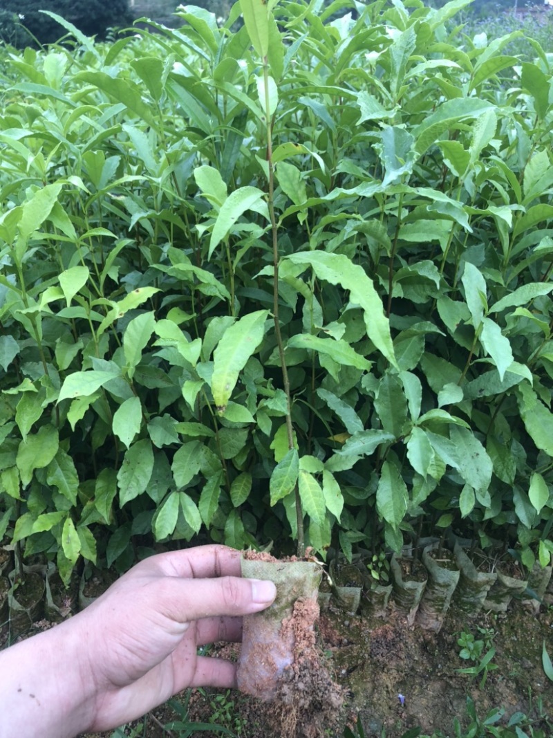 白花牛奶苗白花牛奶根苗发达品种好大量现货价钱批发