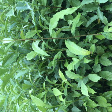 白花牛奶苗白花牛奶根苗发达品种好大量现货价钱批发