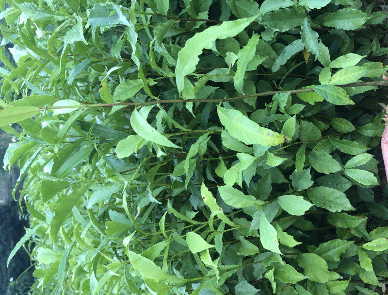 白花牛奶苗白花牛奶根苗发达品种好大量现货价钱批发