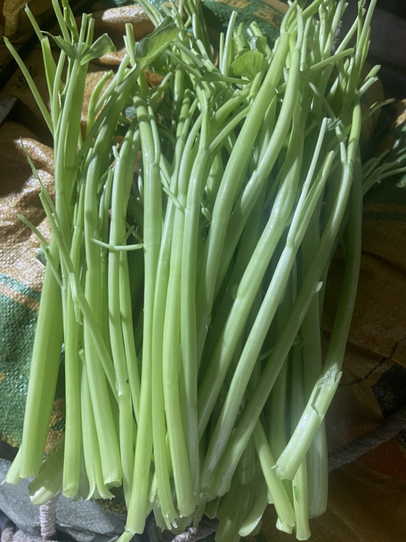 漳州无叶空心菜