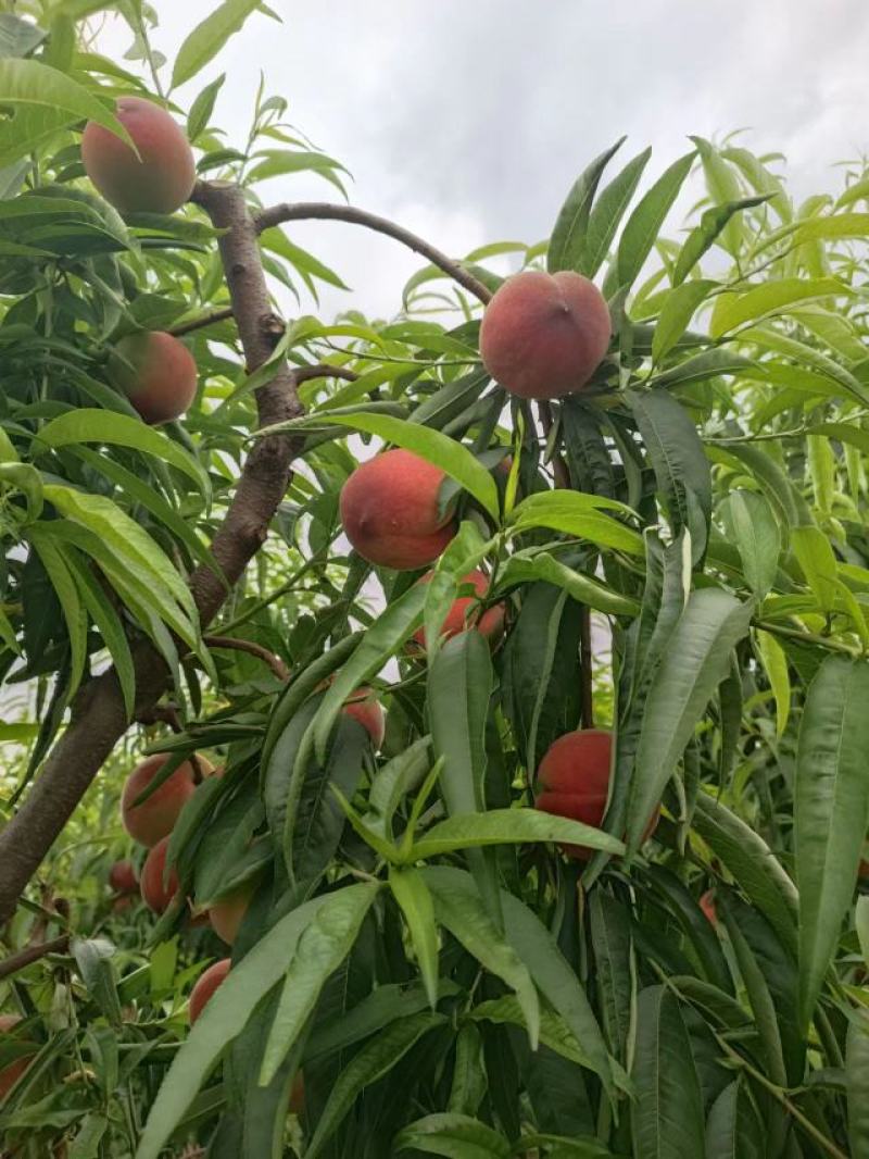 燕川红毛桃，新颖毛桃阿布白毛桃价格毛桃产地