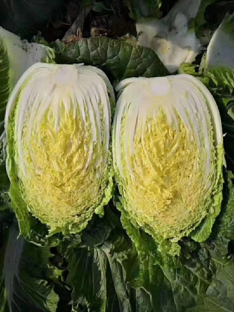 【牛商推荐】吉林优质黄心白菜大量上市欢迎采购耐运输