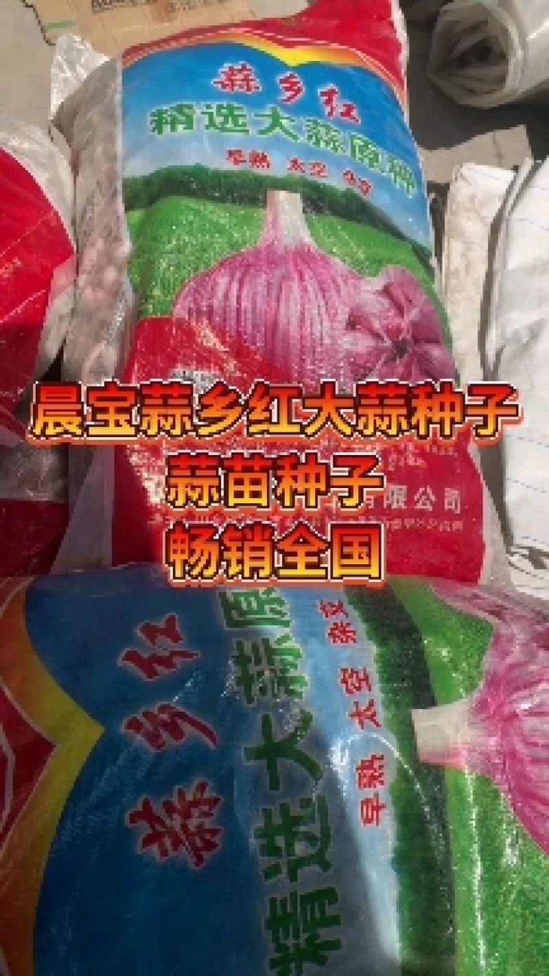 祘迪大蒜种子免费技术指导包回收