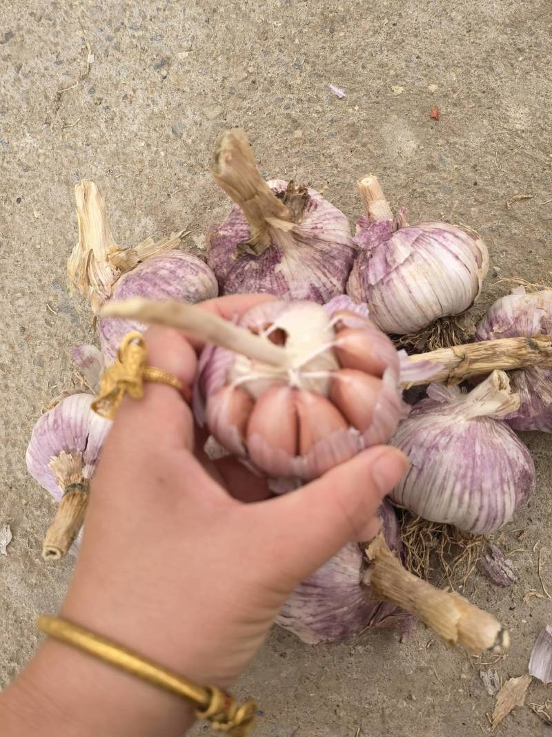 祘迪大蒜种子免费技术指导包回收