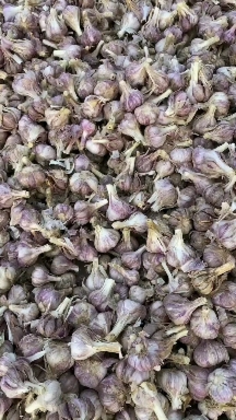 祘迪大蒜种子免费技术指导包回收