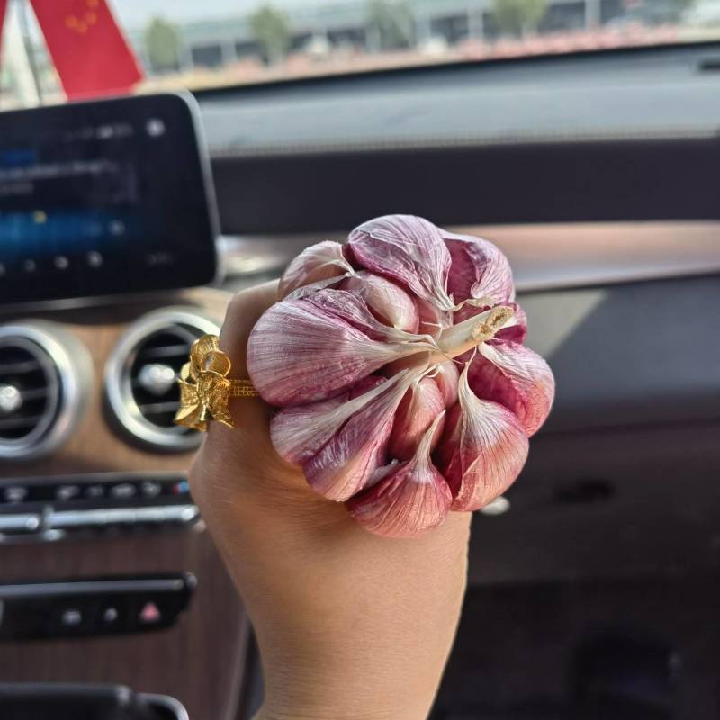祘迪大蒜种子免费技术指导包回收