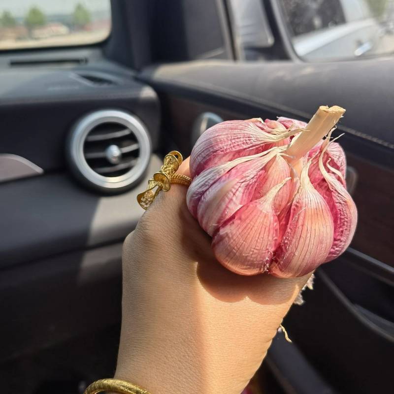 祘迪大蒜种子免费技术指导包回收