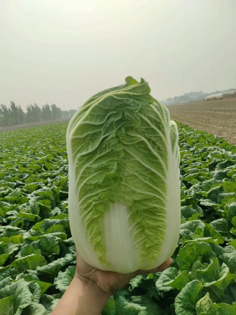 【牛商推荐】吉林优质黄心白菜大量上市欢迎采购耐运输