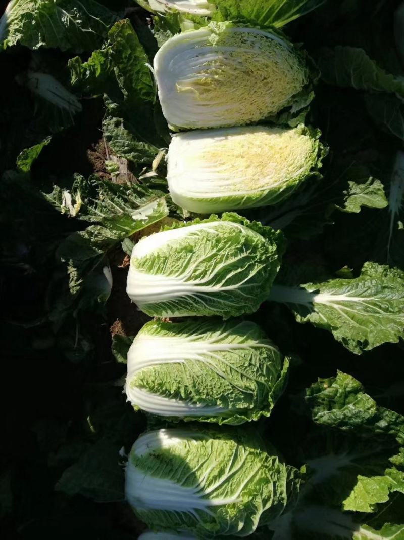 【牛商推荐】吉林优质黄心白菜大量上市欢迎采购耐运输