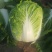 【牛商推荐】吉林优质黄心白菜大量上市欢迎采购耐运输