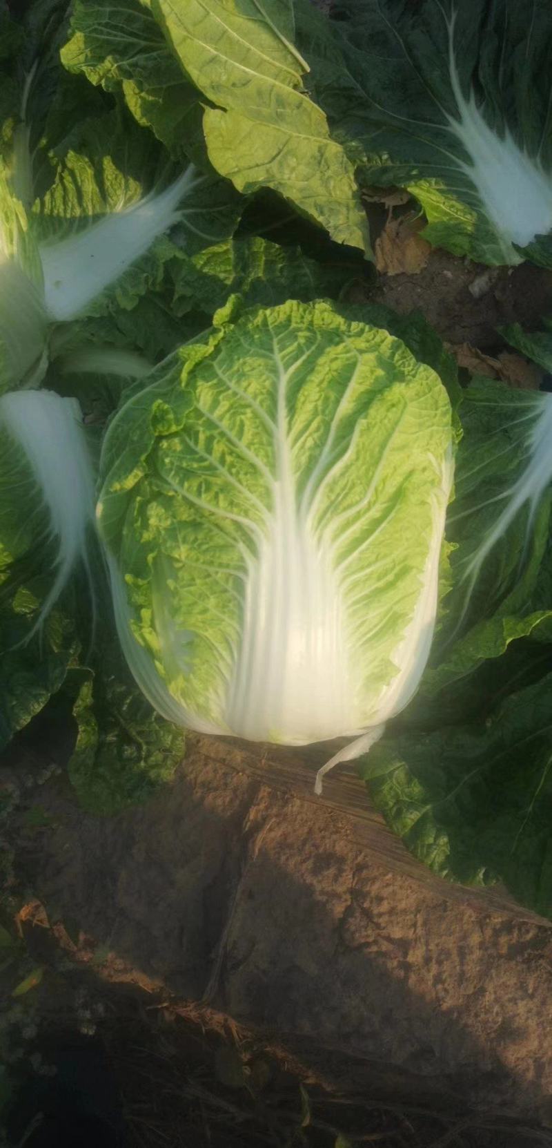 【牛商推荐】吉林优质黄心白菜大量上市欢迎采购耐运输
