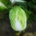 【牛商推荐】吉林优质黄心白菜大量上市欢迎采购耐运输