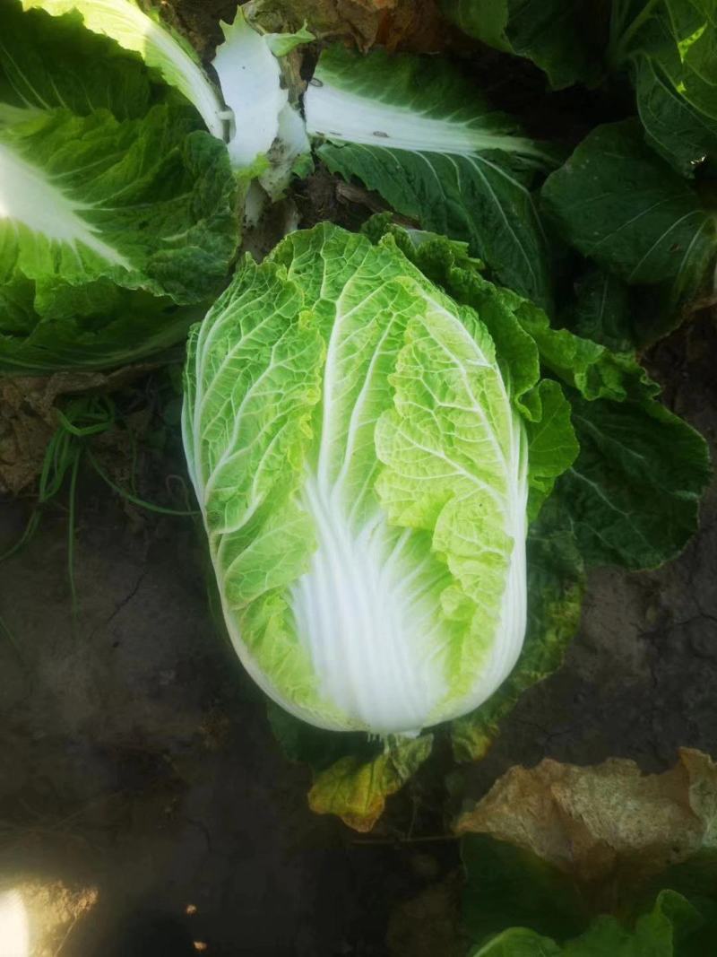 【牛商推荐】吉林优质黄心白菜大量上市欢迎采购耐运输